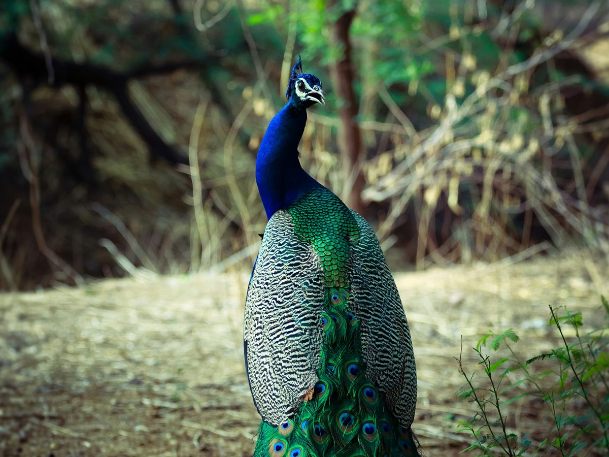 An Indian peacock, the national bird of India