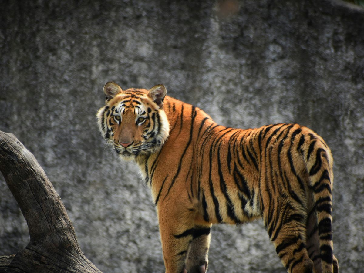 A Bengal tiger, the national animal of India